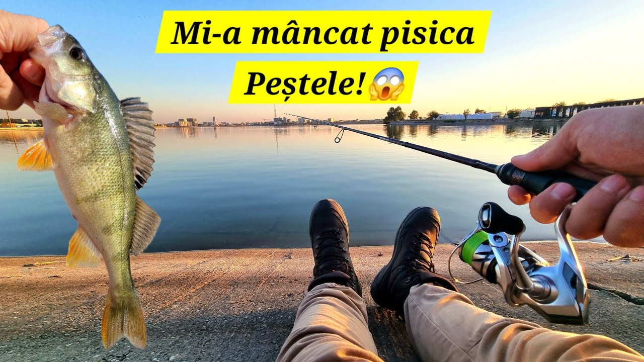 Aventuri la Pescuit pe Lacul Morii: Pesti Mari, Pisici frumoase, Ziua vara si Noaptea iarna! 🐟