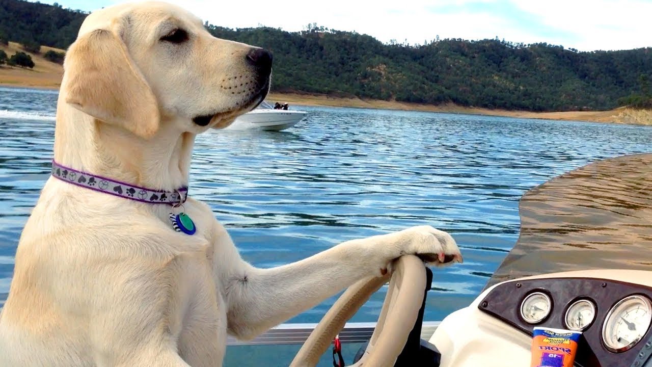 Thats Why People LOVE Dogs