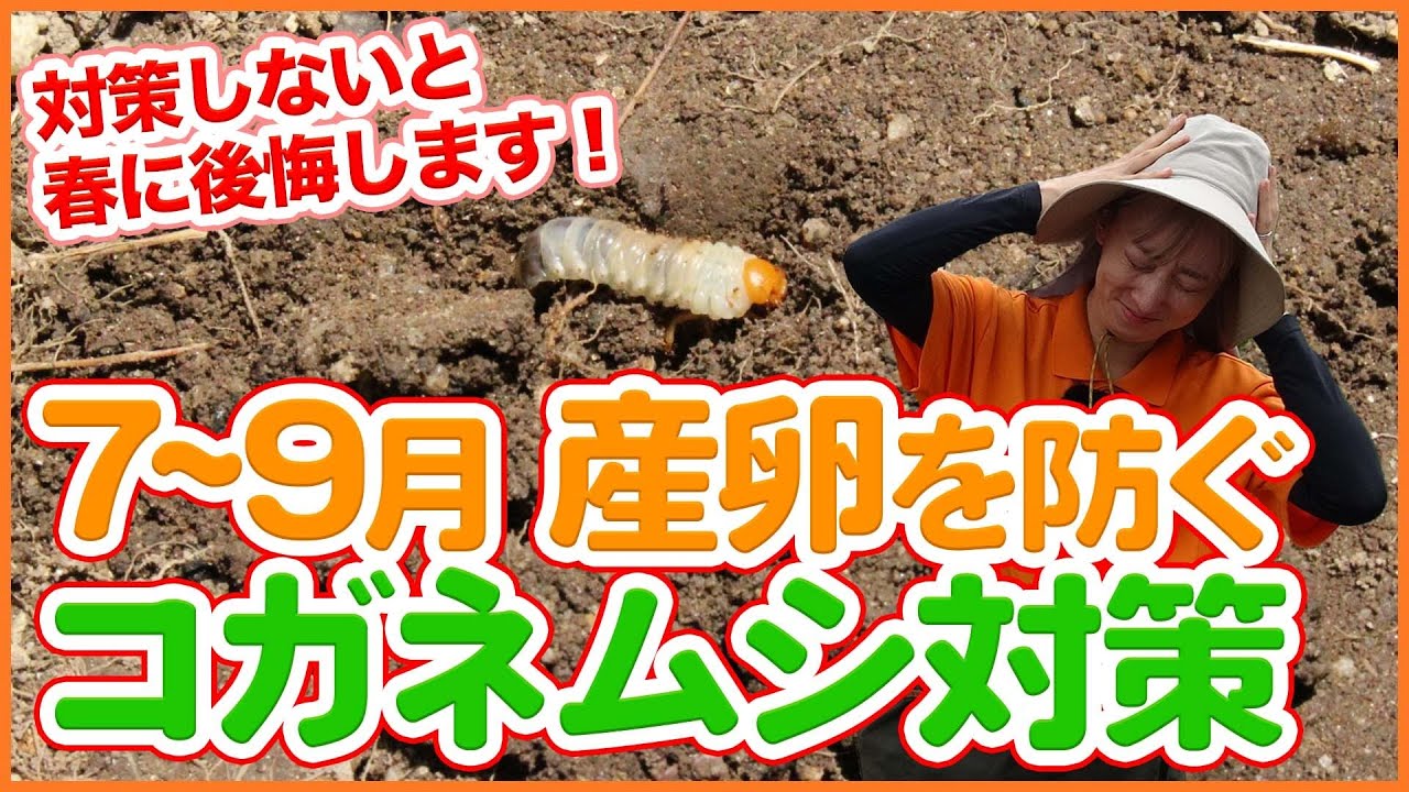 家庭菜園や農園の夏野菜栽培で注意したいコガネムシ対策！7～9月の産卵を防ぐ害虫対策のコツを徹底解説！/Tips for preventive measures for scarab beetles.