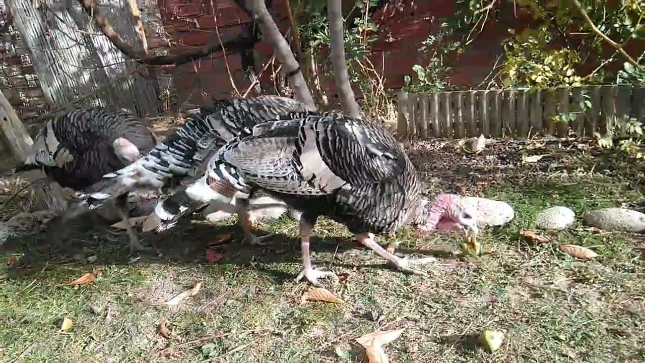 4 Pavos oscenses machos | AgroAnuncios.es