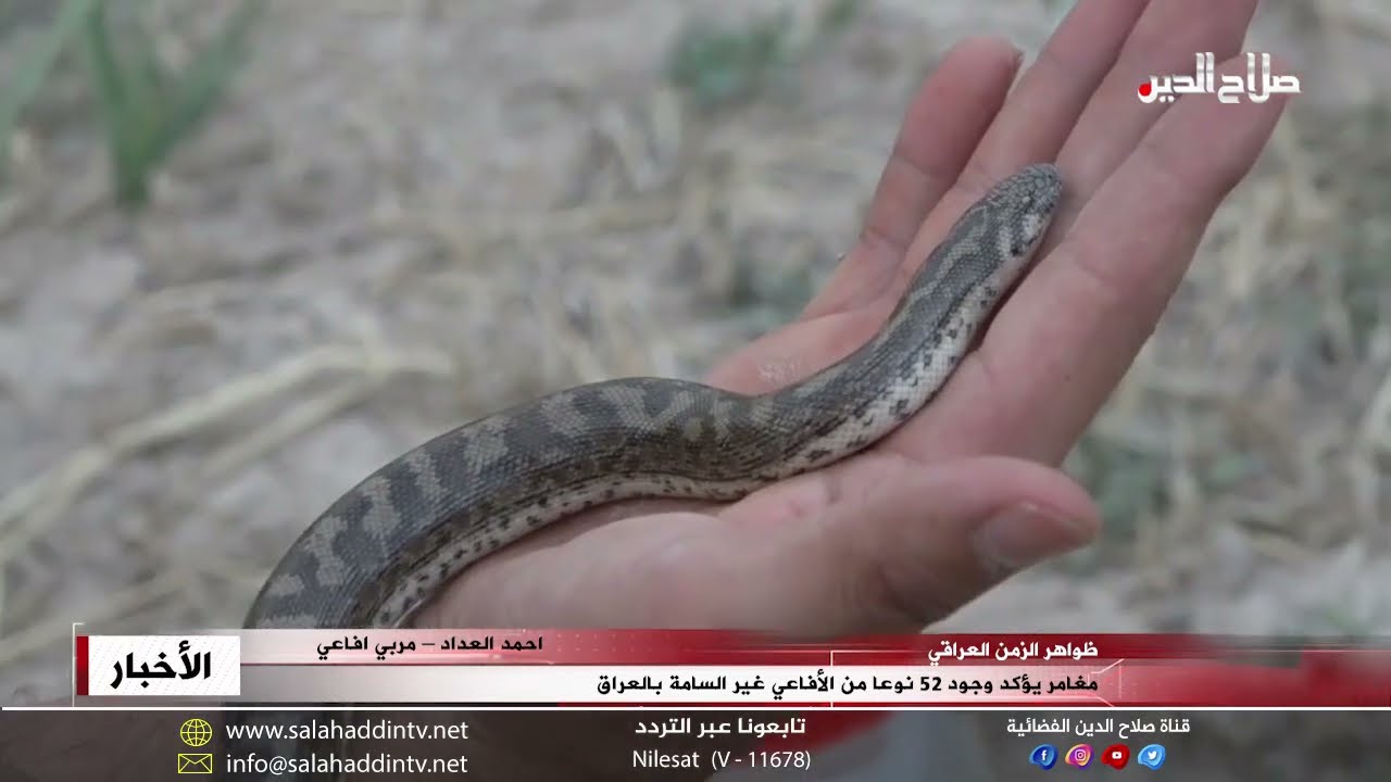 مغامر يؤكد وجود 52 نوعا من الأفاعي غير السامة بالعراق