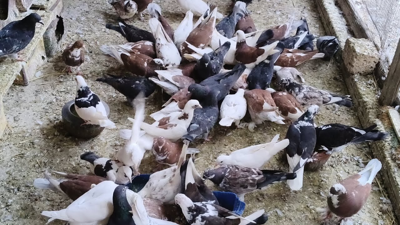السر اللى هيخلى عندك برج حمام كبير ومش هتلاحقى بيع زغاليل محدش هيقولك على السر ده
