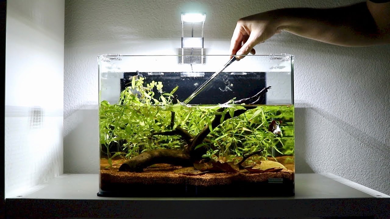 Planted Betta Fish Tank Setup | Weekly Aquarium Maintenance!