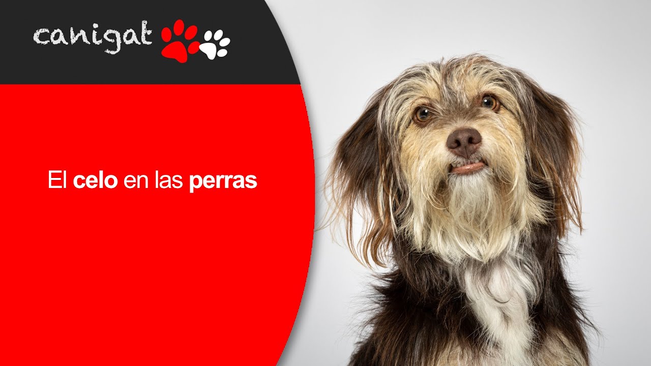 Todo lo que DEBES SABER sobre el CELO en Perras (Señales, Fases y Cuidados) 🐶