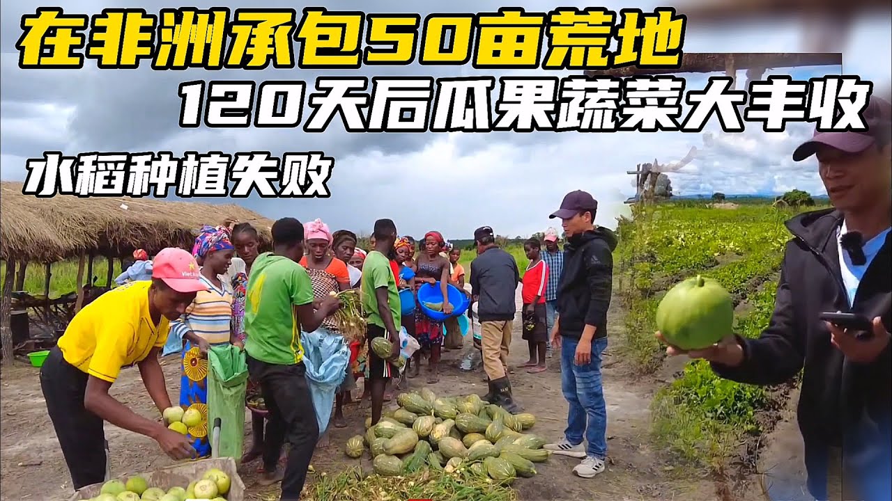 在非洲承包50亩荒地，120天后不但种出水稻，瓜果蔬菜还大丰收