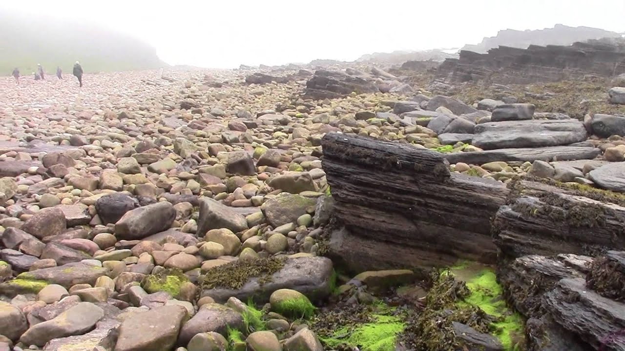 Looking for Mertensia maritima at Dunbeath beach