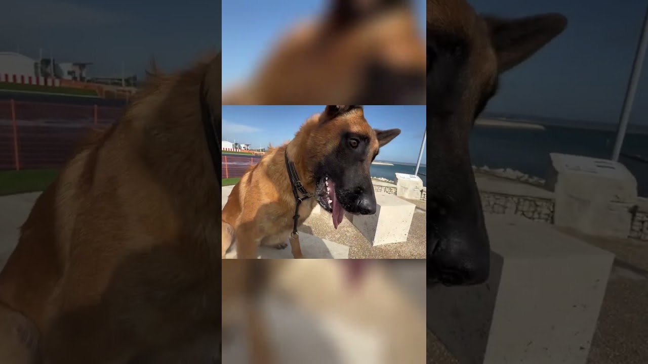 Dog Training: Watch This Pup Master  #shorts