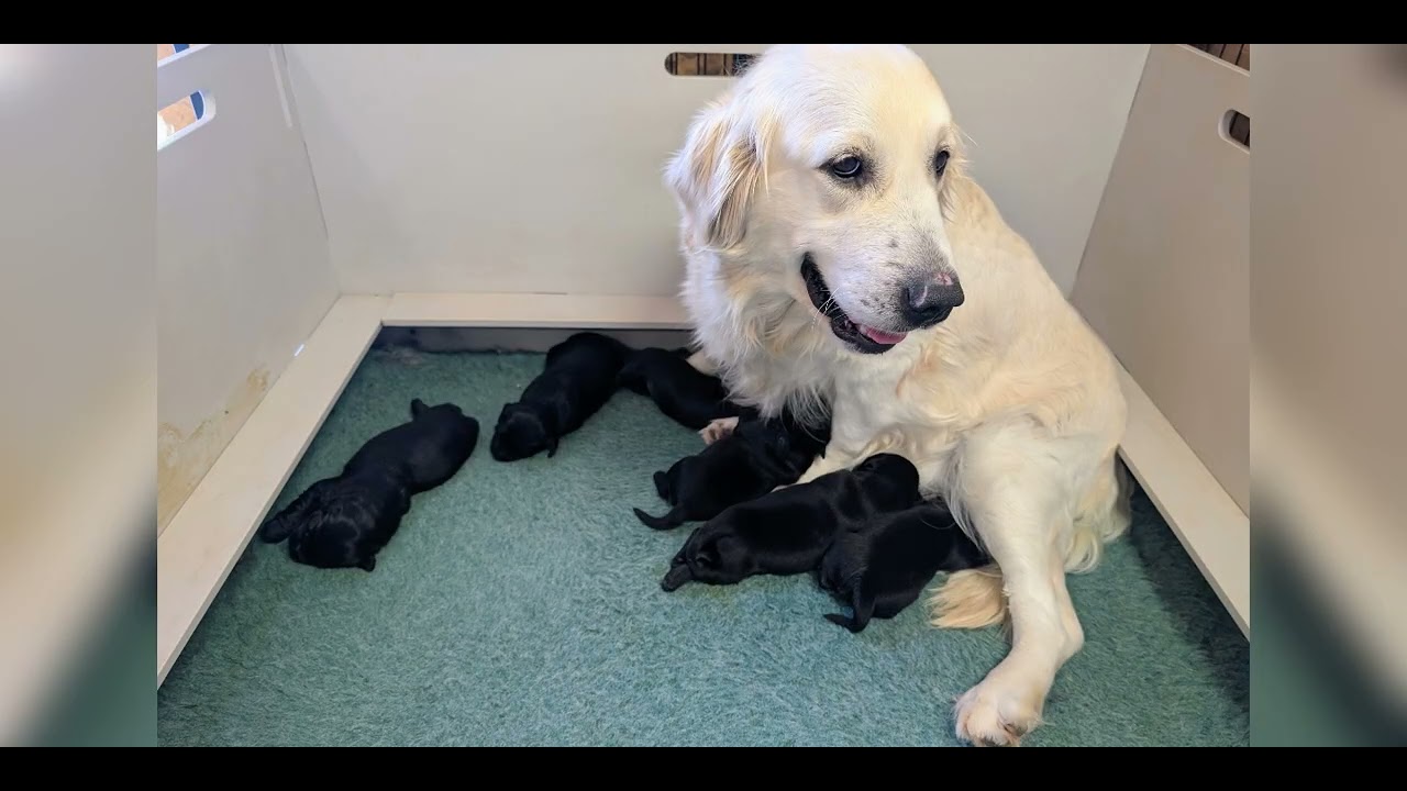 LiLi and Louis' Combo Litter at 2 Weeks Old 