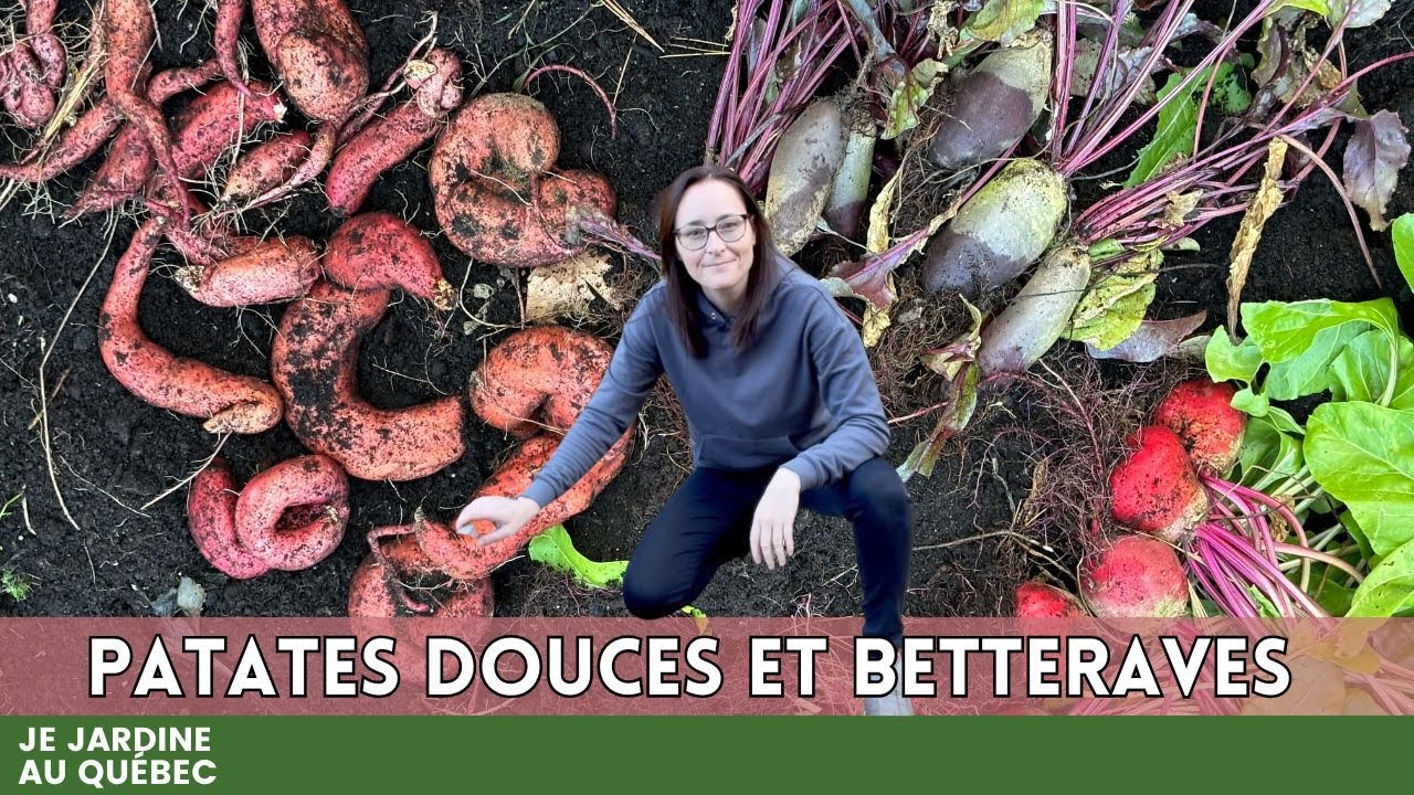 Récolte Tardive de Patates Douces et Betteraves : Surprise après les Premiers Gels!