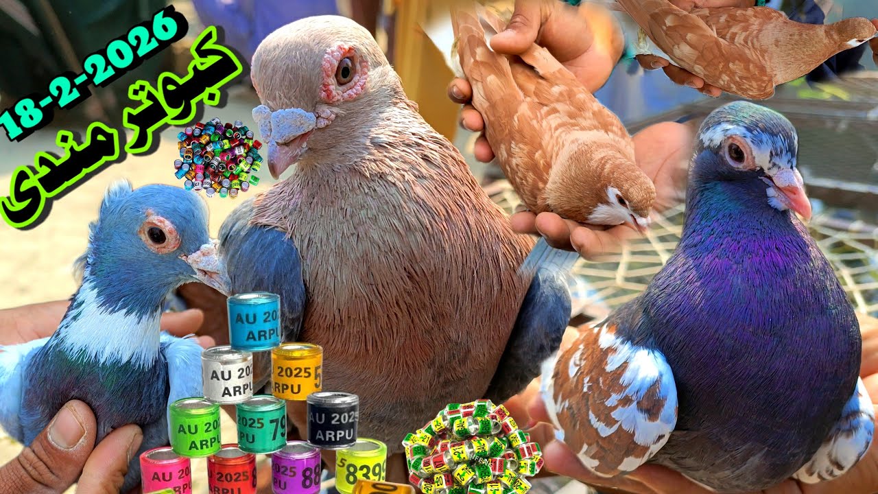 Unique Pigeon Market | Amazing ColorFull Birds or Pigeons Available in Cheap Prices 
