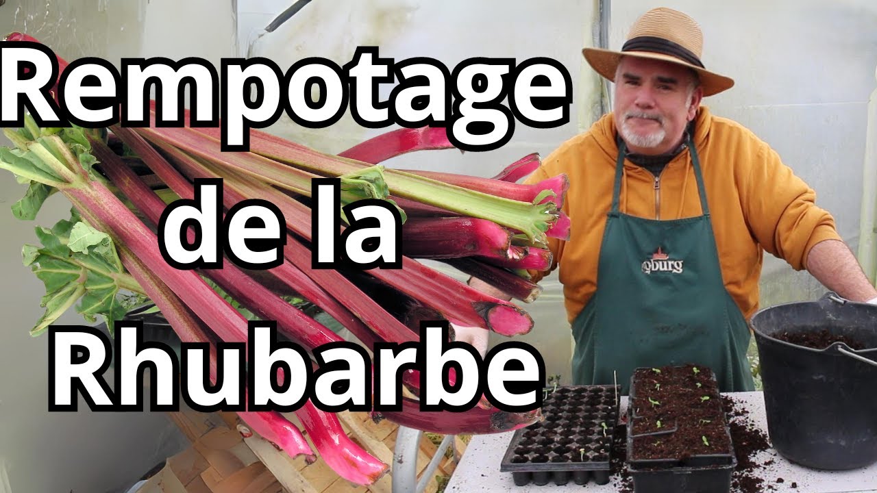 Quand et comment rempoter votre rhubarbe pour une meilleure santé de la plante ?