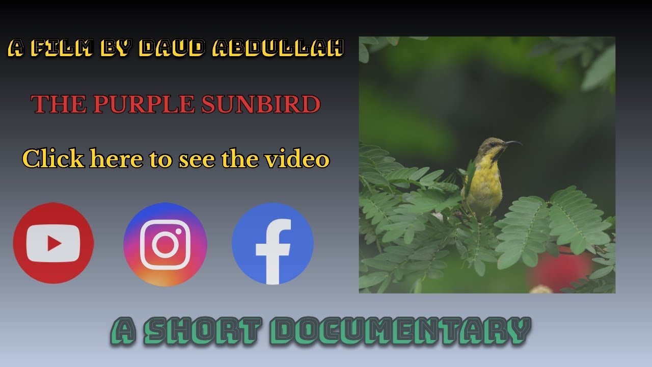The purple sunbird @DaudWildlifer YouTube&rsquo;s beautiful video of nectar feeding bird
