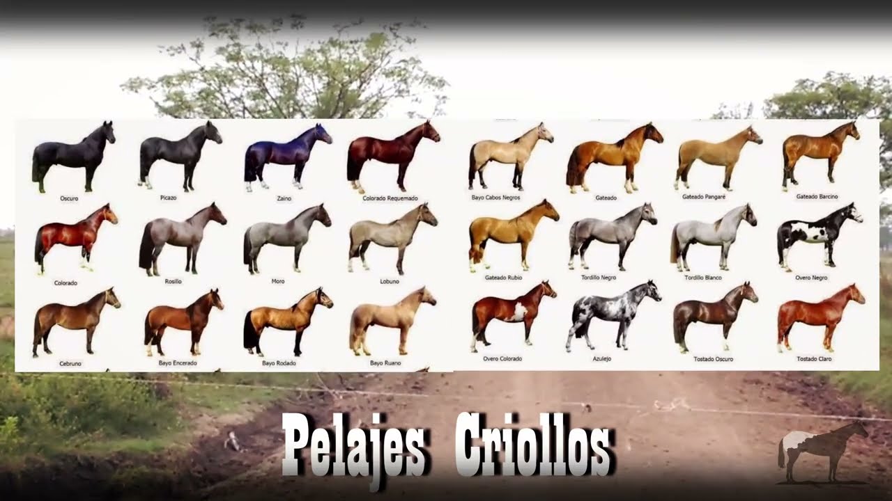 Pelajes (Colores) De Los Caballos Criollos 🐴-Del Cerro Soy