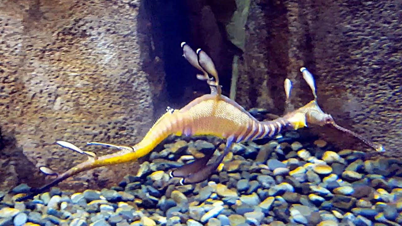 El dragón marino común (Phyllopteryx taeniolatus) Ficha Técnica
