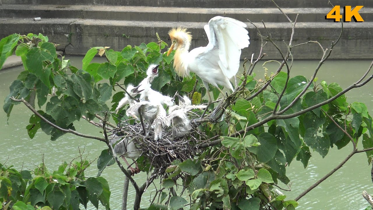 可憐的黃頭鷺幼鳥遭受惡鄰居猛烈攻擊.Three poor baby birds being attacked. ( 2017 Ultra HD 4K HDR)