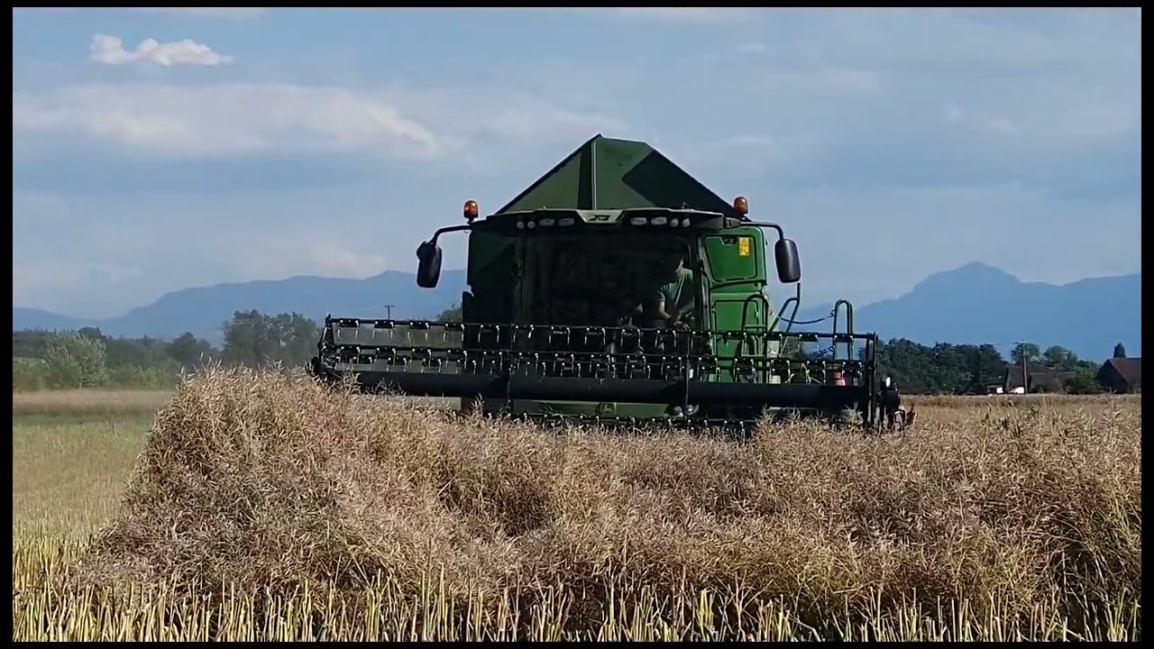 harvesting of Rapeseed here at Switzerland. source ng canola oil. #traveltoSwiss #agriculture
