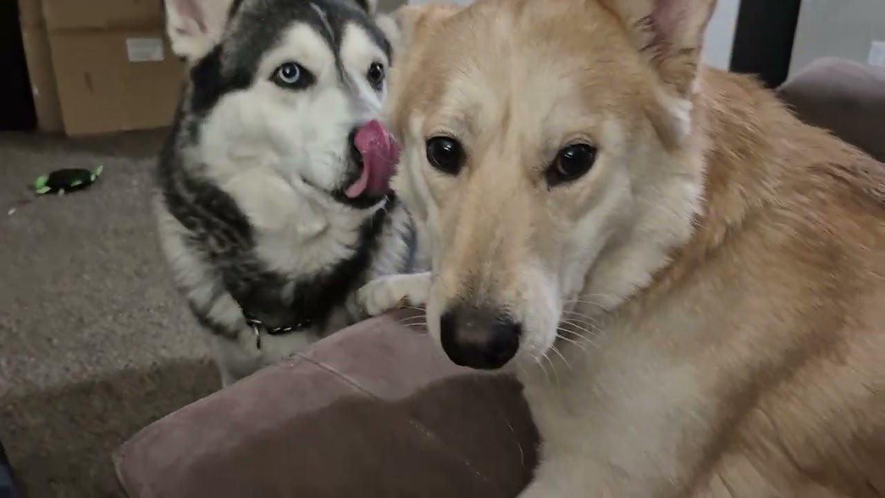 Being dogs