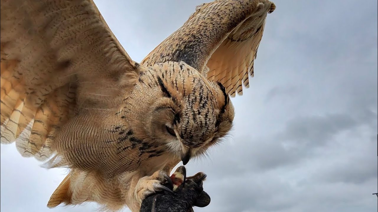 So you want to be a Falconer?