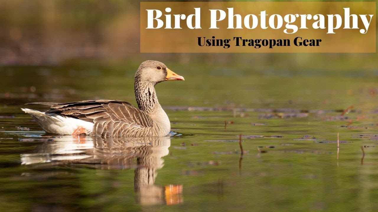 Bird Photography Waterbirds | Tragopan Camo Net, Tripod Waders, Koklass Chair