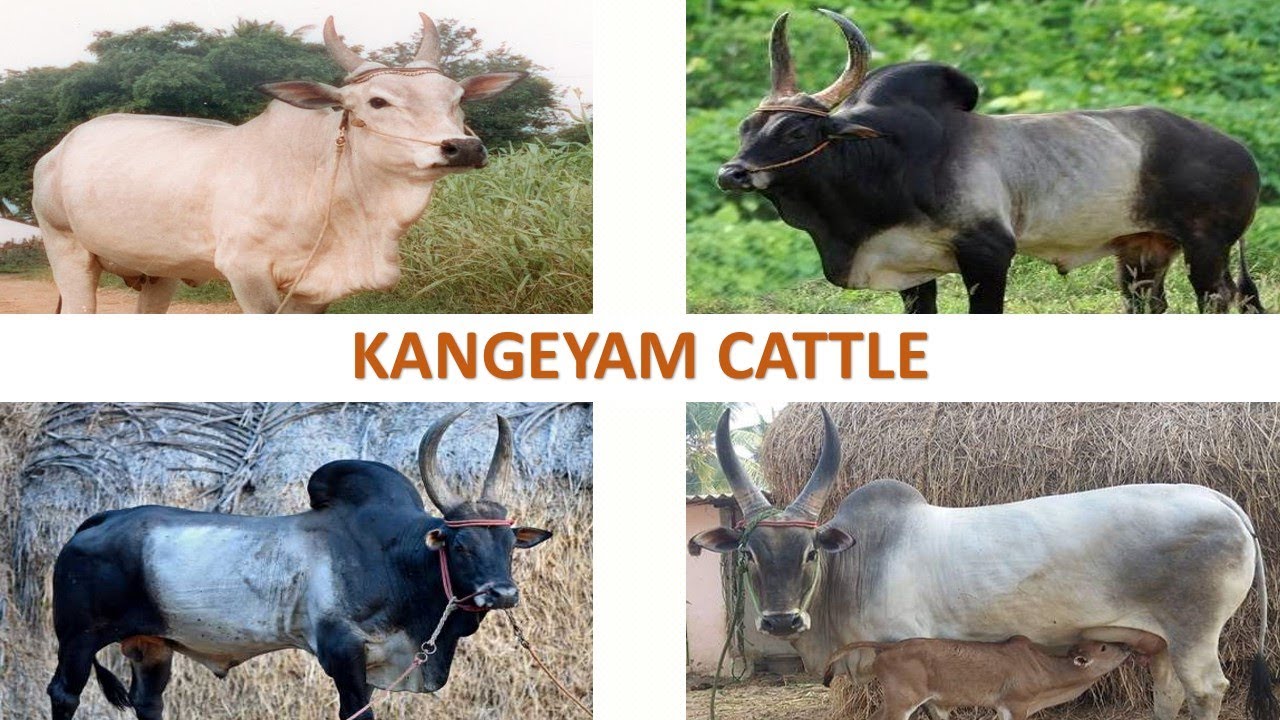 Kangeyam Cattle 🇮🇳 | Kongu | Kanganad | Livestock | Indian Cattle l Kangayam