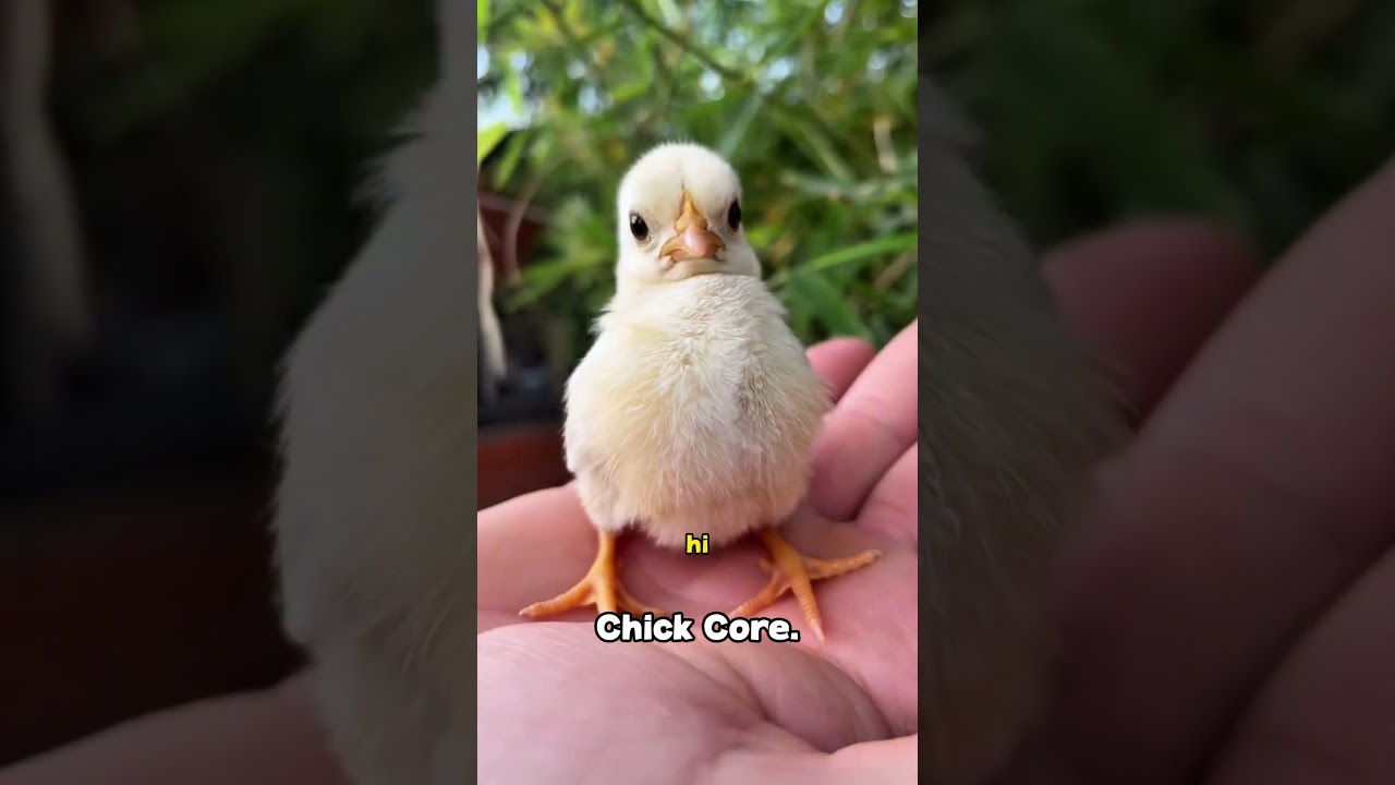 chick #chick #chicks #chicklove #chicken #chickens #short
