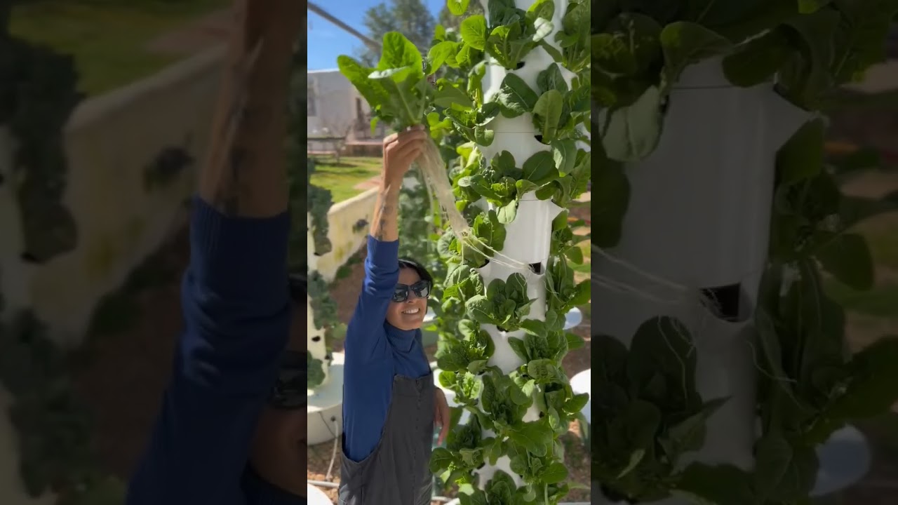 cleaning process of aeroponic tower #shorts