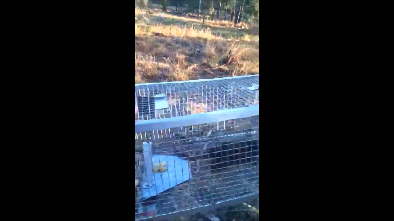 Release of a Yellow-footed Antechinus, Queensland Australia