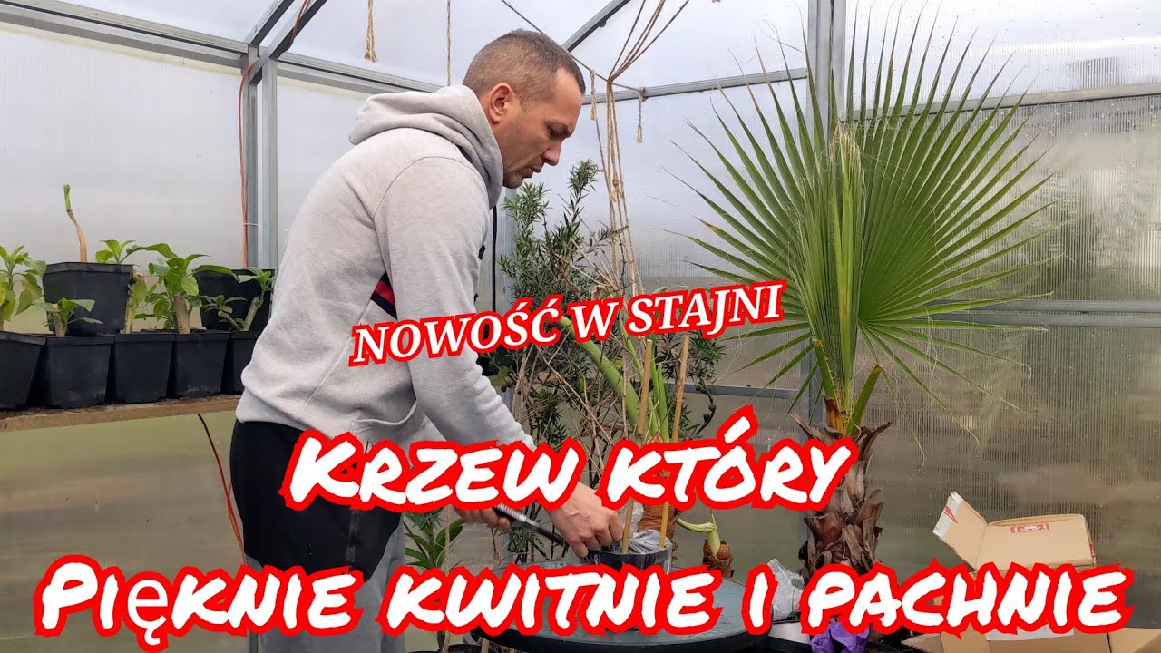 Nowy zakup do ogrodu. Jaśminowiec wonny, philadelphus coronarius  2023r  #sadzonka #pachnący #krzew