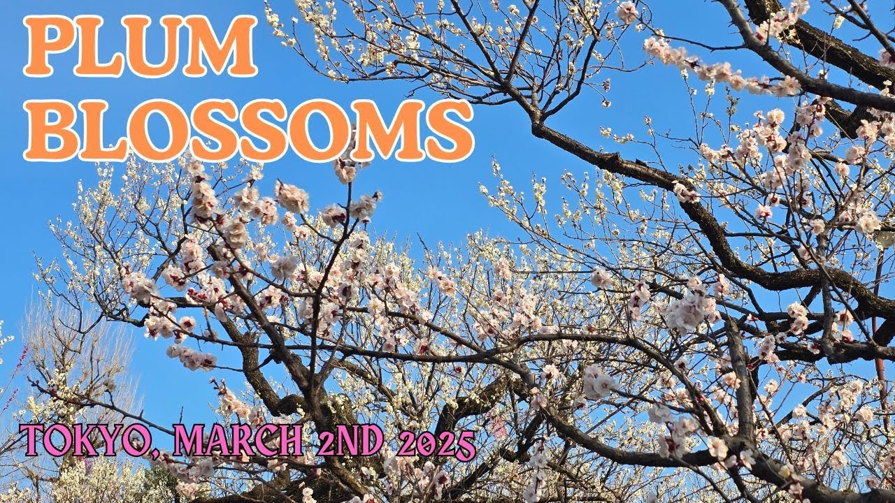 Plum Blossoms Tokyo, March first week 2025