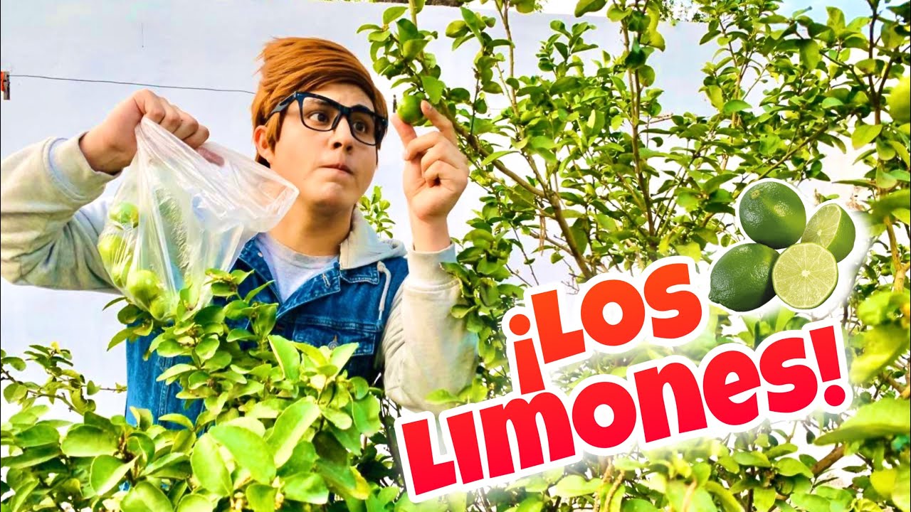 Agarrando limones sin permiso - &iquest;Me descubren? / El Compa&ntilde;ero Oficial