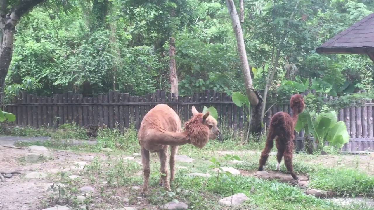 Alpacas at Taipei Zoo