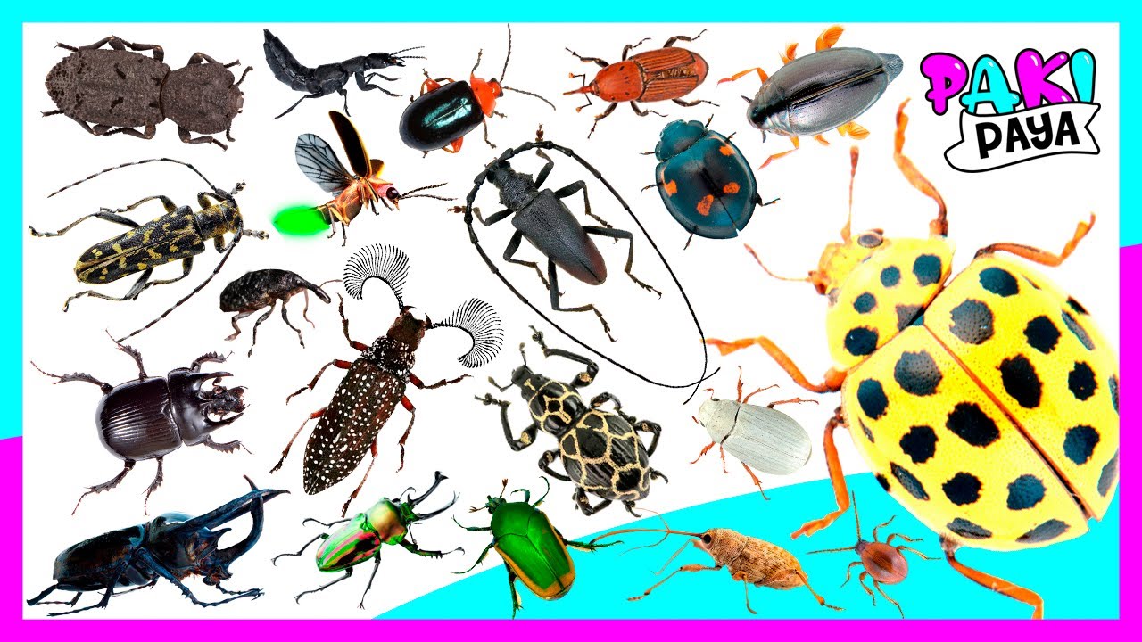 LOS ESCARABAJOS PARTE 2 - BEETLE - INSECTOS – INSECTS