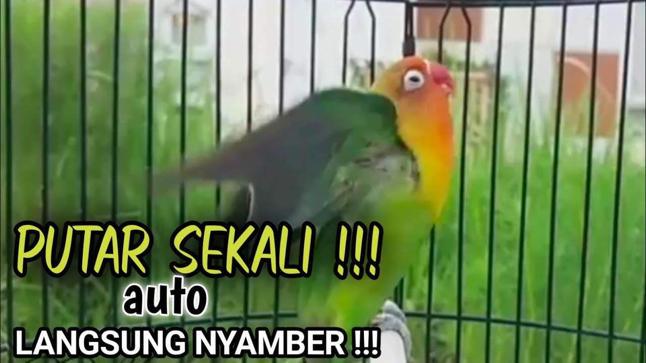 PANCINGAN LOVEBIRD Ngekek Panjang PALING AMPUH, LB Bahan Cepat GACOR Ngetik Mantab Ngekek
