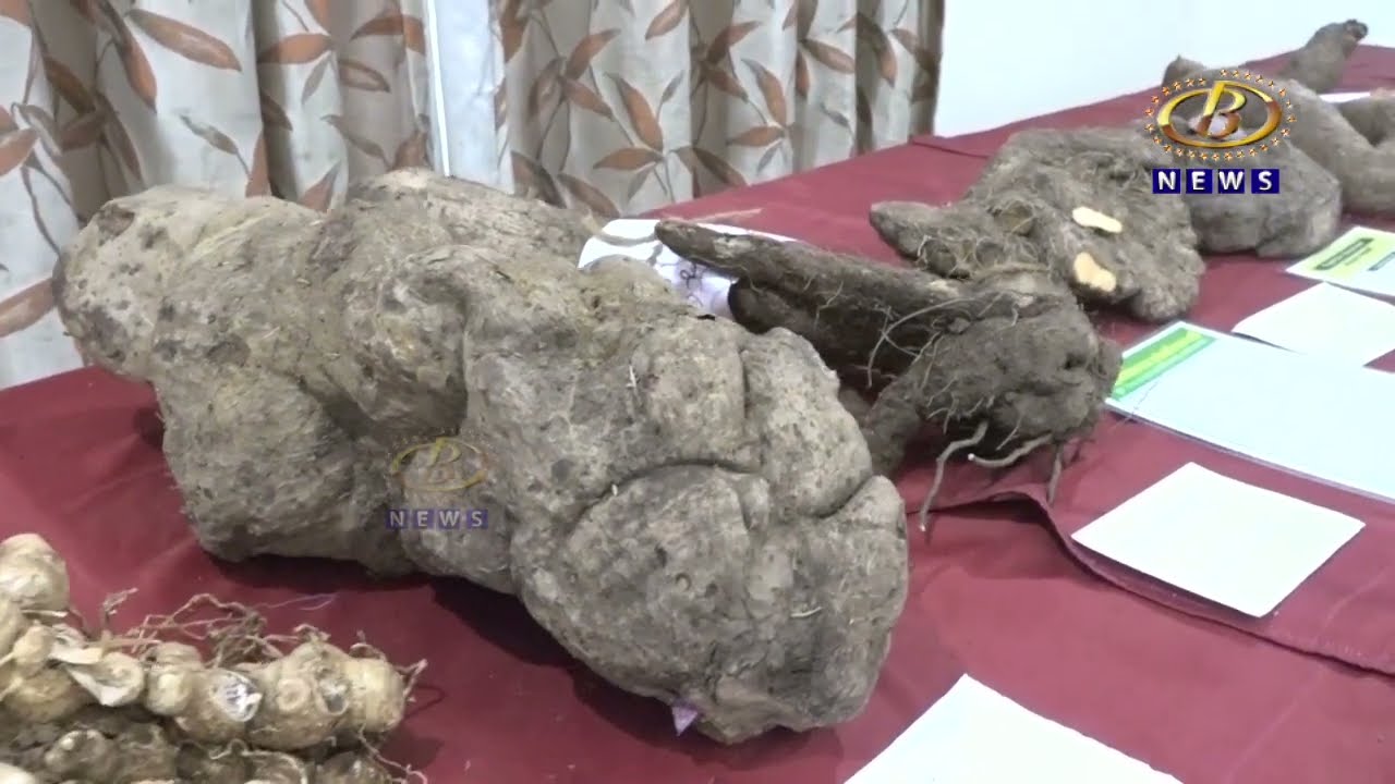 २५० पेक्षा अधिक कंदमुळांचं कोल्हापुरात भरणार प्रदर्शन