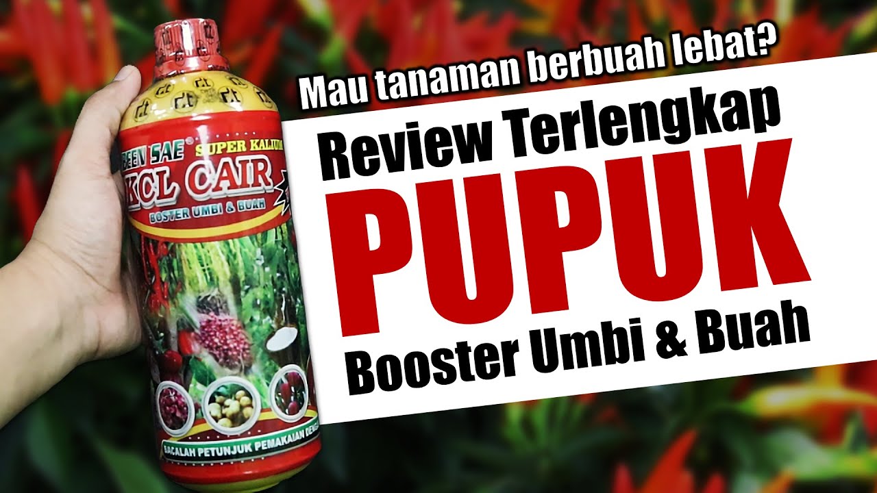 MAU TANAMAN BERBUAH LEBAT? INI DIA BOOSTER TANAMAN UMBI DAN BUAH KCL CAIR BEEN SAE.