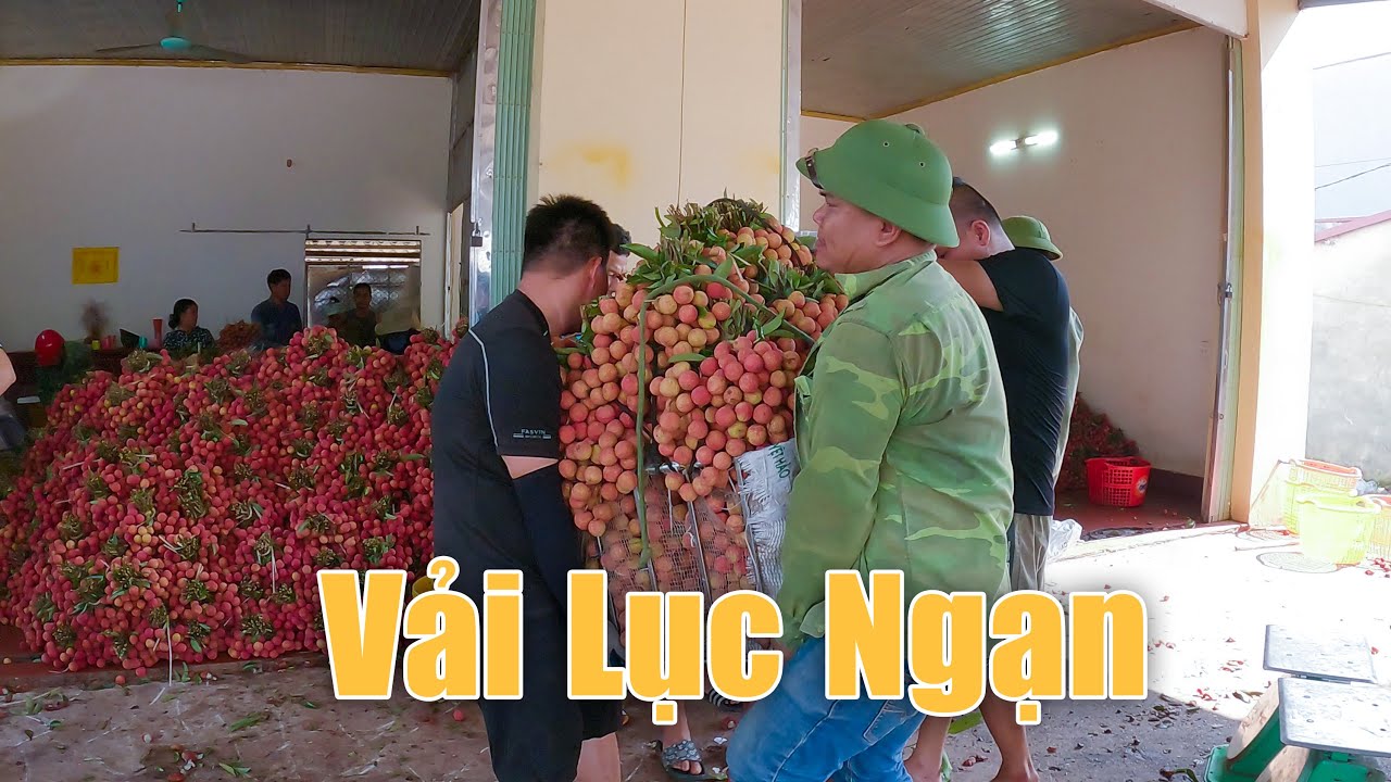 Thấy vải Lục Ngạn Bắc Giang rẻ quá, Tùng Nếm bỏ nghề vlogger đi buôn vải kiếm tiền