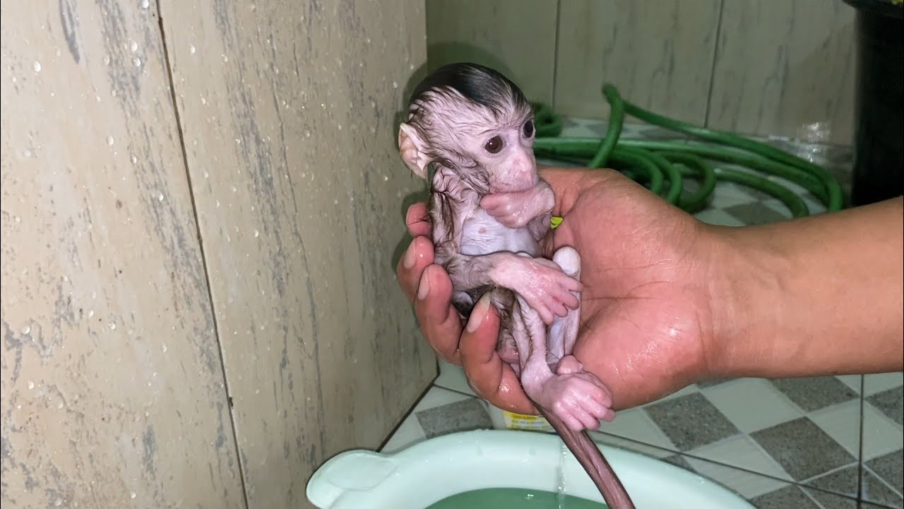 This very small baby monkey bathes in a small bathtub too