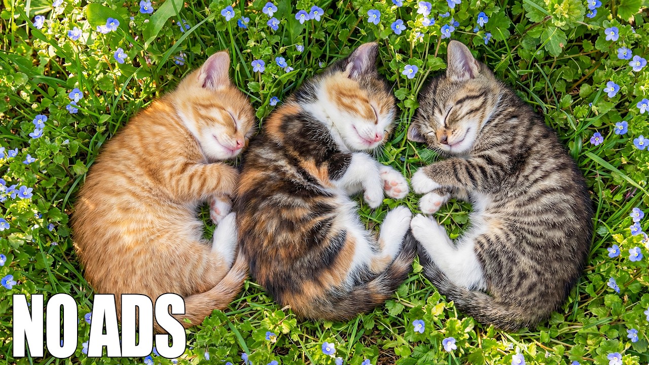 12 часов успокаивающей музыки для кошек 🐈 Исцеление тревожных кошек 🌈 Глубокий сон 🎹 Без рекламы
