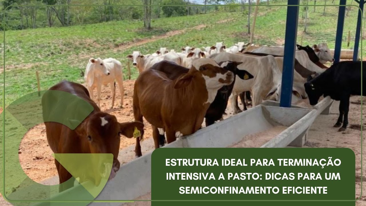 ESTRUTURA IDEAL PARA TERMINAÇÃO INTENSIVA A PASTO: DICAS PARA UM SEMICONFINAMENTO EFICIENTE