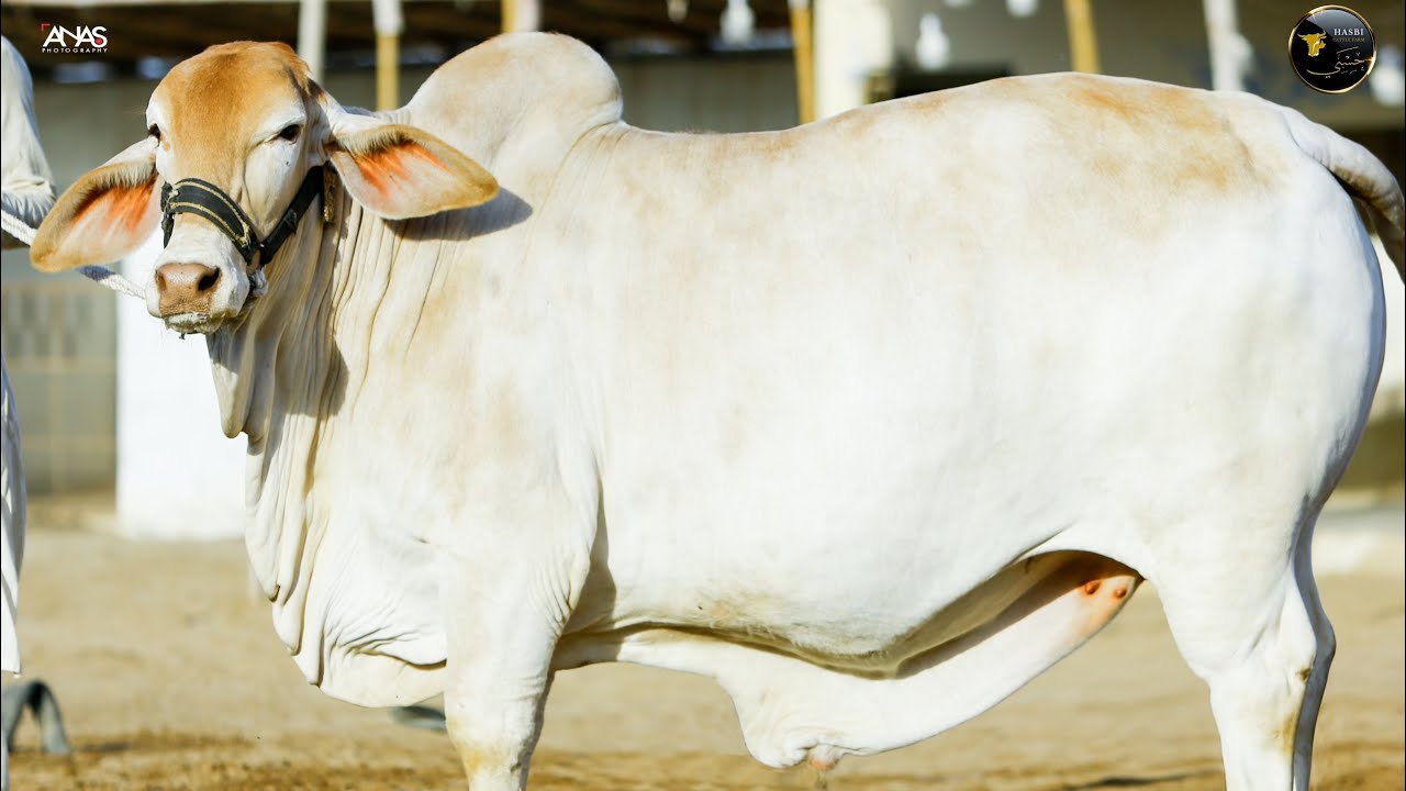 Mene Aj Apna Qurbani 2024 Ka Bachra Revealed Kardia !! ❤️