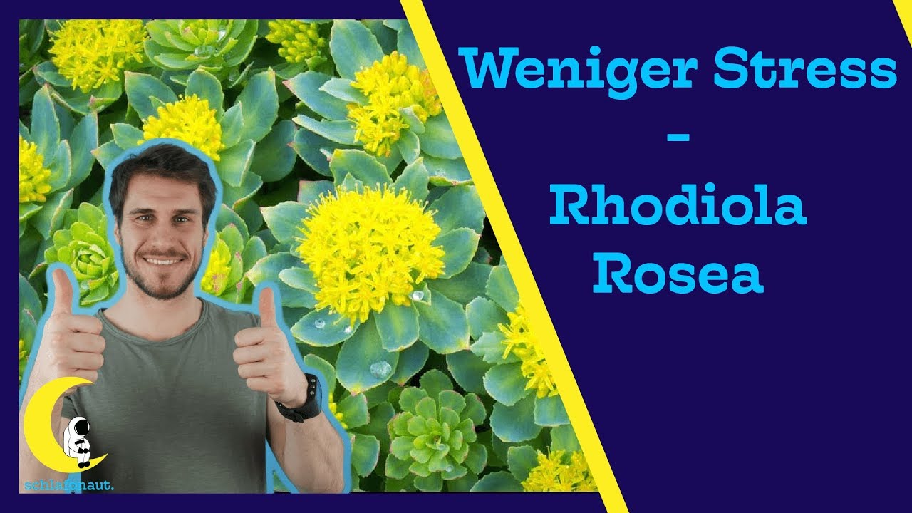RHODIOLA ROSEA - Weniger STRESS + besser EINSCHLAFEN