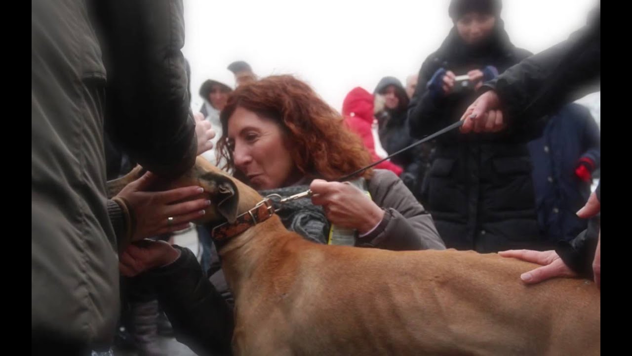 GACI-14 Galgos Rescue Save! Dec,15 2012