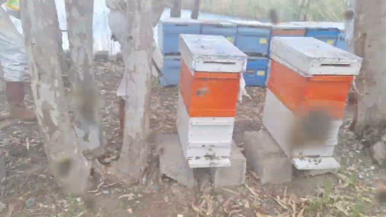 Kaliteli Ana Arı Yetiştirme #anaari #beekeeper #arılar #kraliçearı #popular #polen