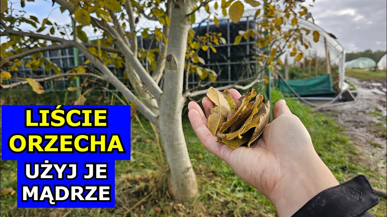 NIE WYRZUCAJ Liści Orzecha. Kompostowanie, Ściółkowanie, Przygotowanie Gleby. Orzech Włoski Liście.
