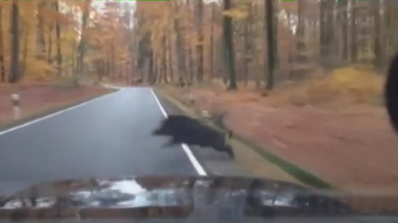 UNFÄLLE: Jeden Tag kollidieren rund 750 Autos mit Wildtieren