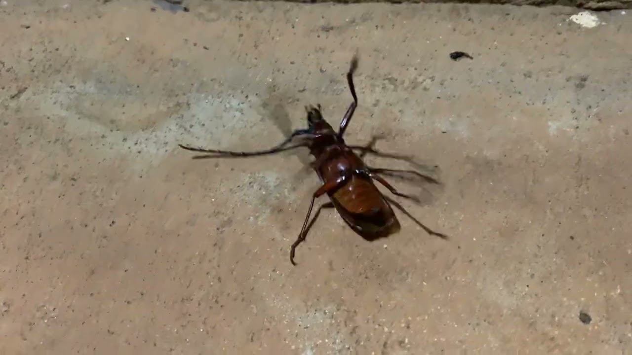🪲 Giant Hairy Beetle Walks in Real Life