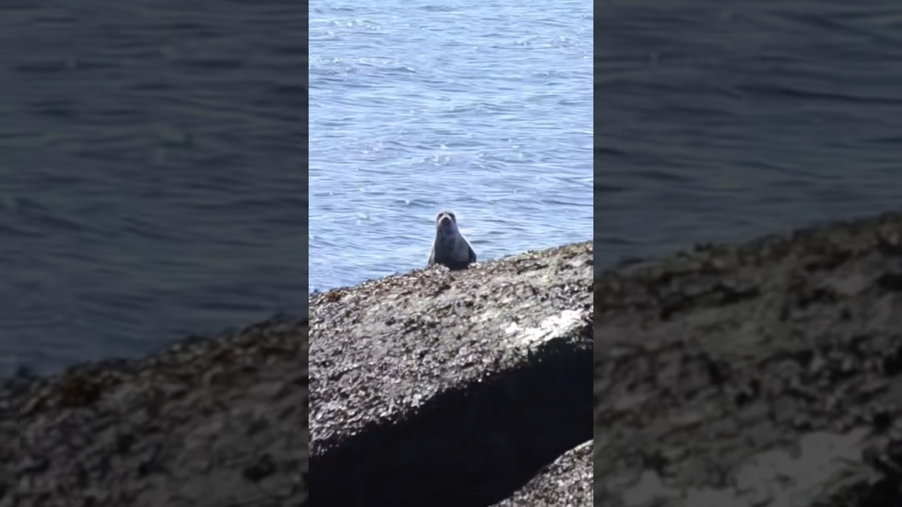 Hanging out with seals on Snake Island, off Vancouver Island, Canada 