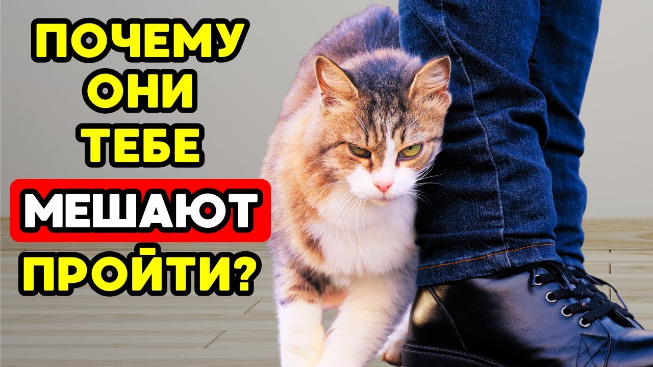 Если твоя кошка ПЕРЕГОРАЖИВАЕТ тебе путь — вот ЧТО она пытается сказать!