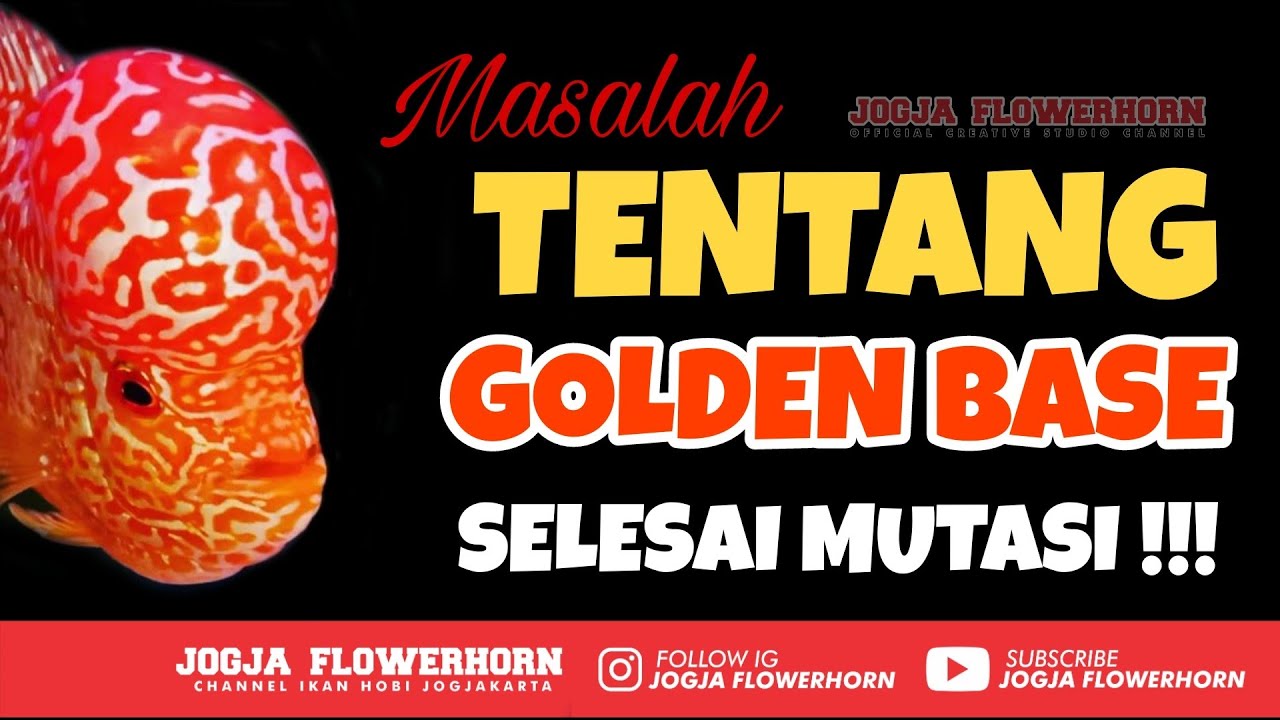 99,9% SELESAI MUTASI ‼️ LOUHAN GOLDENBASE