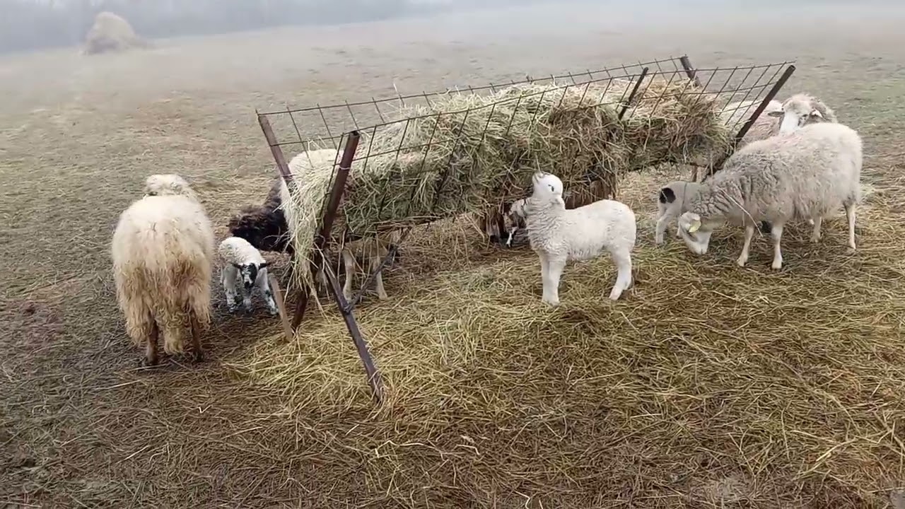 POSLE PROBLEMA UVEK DODJE DOBRO- Ali problem Jos nije resen! 🤔
